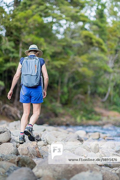Hiker walking among stones in shallow stream  Waima Forest  North Island  NZ