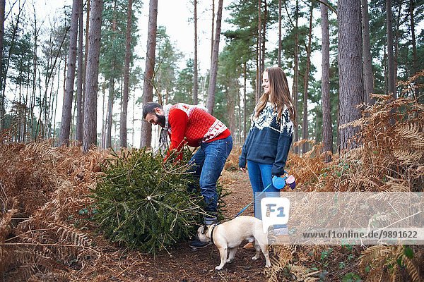 Young couple and dog lifting Christmas tree in woods