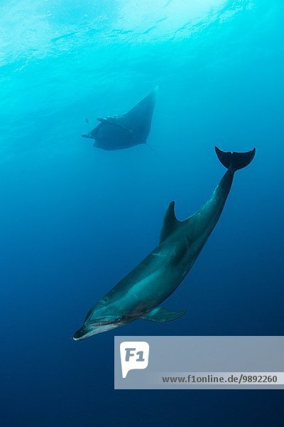 Schwimmender wilder Delfin und Riesenmanta  San Benedicto  Revillagigedo  Mexiko