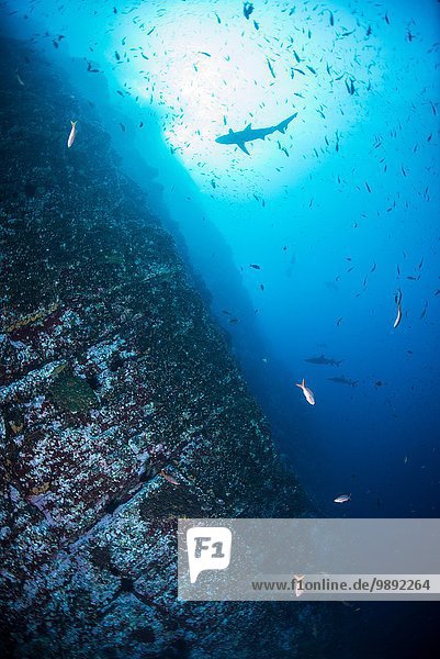 Baitfish and shark swimming by steep underwater walls  Roca Partida  Revillagigedo  Mexico