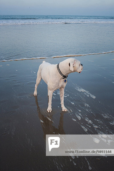 Weißer Boxerhund mit Blick über die Schulter am Strand  Venice Beach  Kalifornien  USA