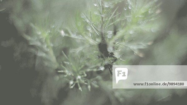 Wasser heraustropfen tropfen undicht Pflanze Regen Close-up close-ups close up close ups