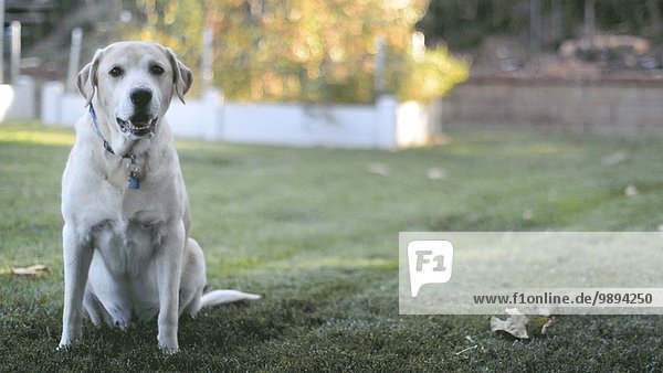 sitzend aufwärts Garten Hund
