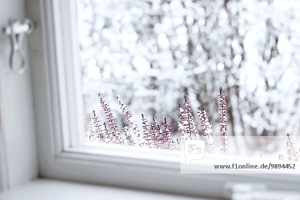 Winter sehen Fenster Blume Schneeflocke