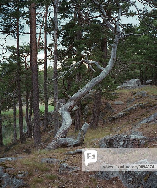 Wald Kiefer Pinus sylvestris Kiefern Föhren Pinie