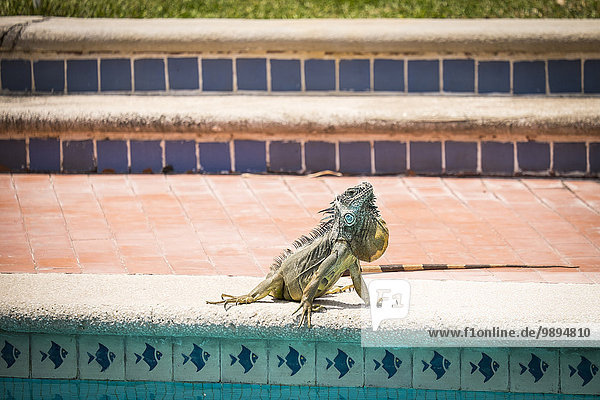 Mexiko,  Nayarit,  Grüner Leguan im Wohngebiet