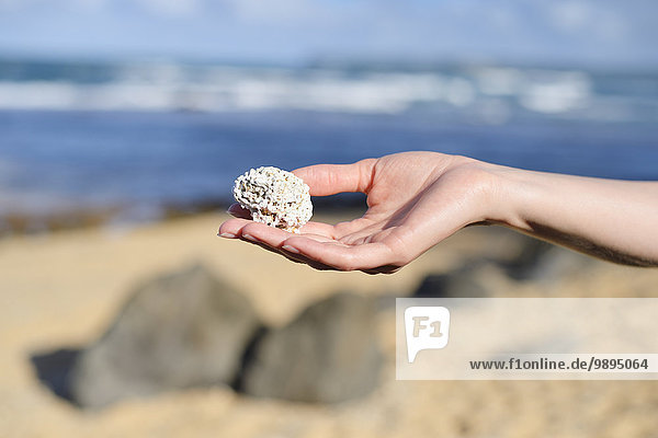 USA  Hawaii  Hanalei  Hand hält tote Koralle