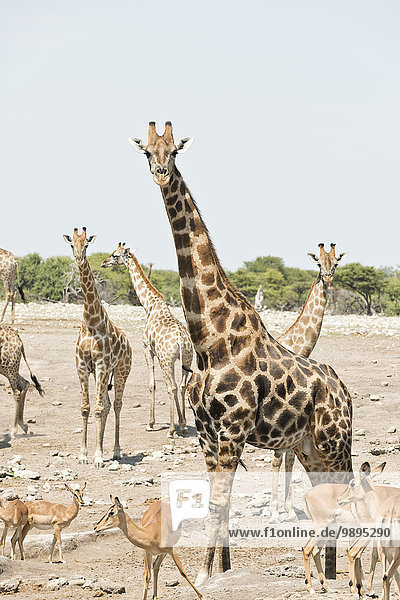 Namibia  Etosha Nationalpark  Giraffen und Impalas