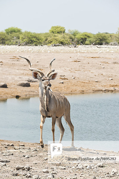 Namibia  Etosha Nationalpark  Großer Kudu-Stier am Wasserloch