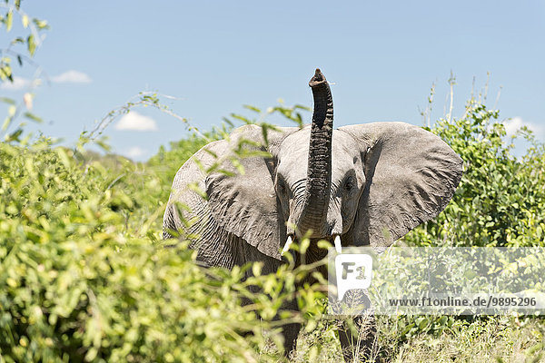 Botswana  Chobe Nationalpark  Arficanische Elefanten im Busch stehend
