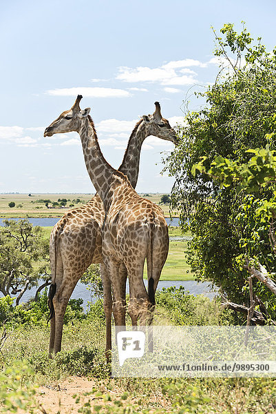 Botswana  Chobe Nationalpark  Giraffen an Bäumen stehend