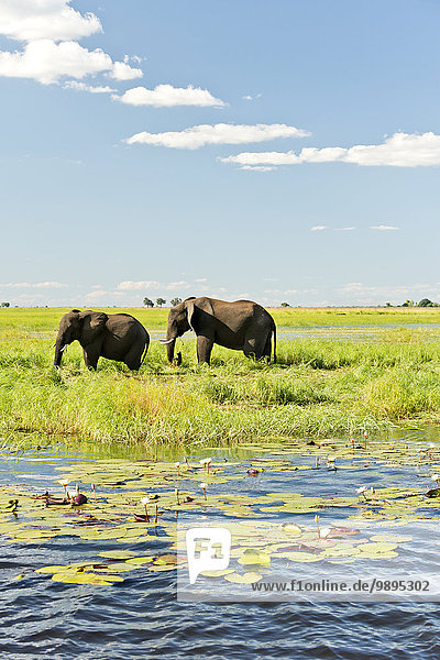 Botswana  Chobe-Nationalpark  Afrikanische Elefanten am Chobe-Fluss