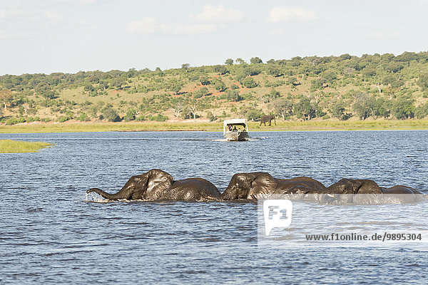 Botswana  Chobe-Nationalpark  Afrikanische Elefanten am Chobe-Fluss