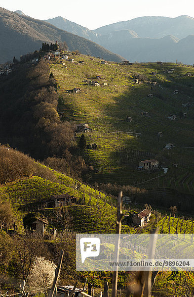Italien  Treviso  Blick von der Strada del Prosecco auf Hügel mit Weinreben bei Sonnenaufgang