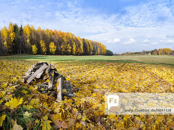 Estland  gelbes Herbstlaub auf dem Feld