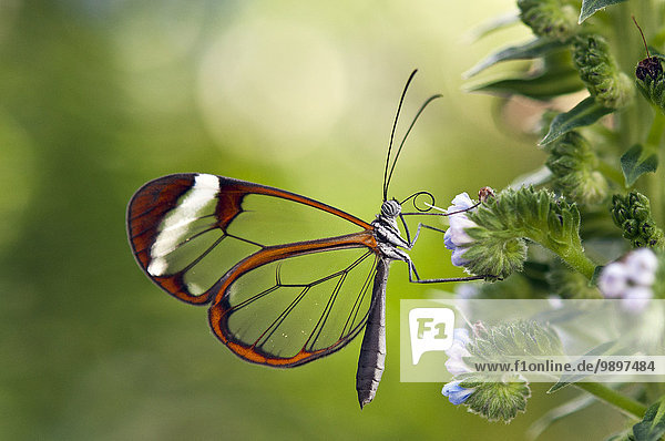 Glasgeflügelte Schmetterlinge im Schmetterlingshaus