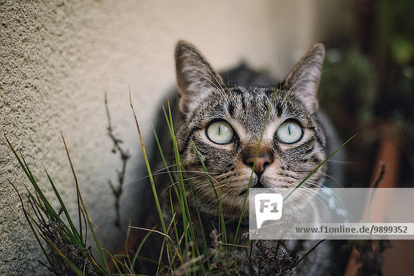Tabby Katze versteckt sich zwischen den Pflanzen auf einer Terrasse