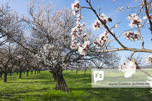 Österreich  Kittsee  blühende Aprikosenbäume auf einer Wiese
