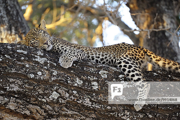 Leopard  (Panthera pardus)  Jungtier liegt in einem Baum  schläft  Unterer-Zambesi-Nationalpark  Sambia  Afrika