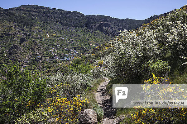 Ausblick von einem Wanderweg unterhalb des Roque Nublo auf blühende Vegetation  hinten La Culata  Gran Canaria  Kanarische Inseln  Spanien  Europa