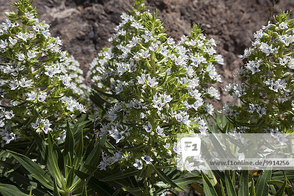 Natternkopf (Echium giganteum oder Echium decaisnei)  Gran Canaria  Kanarische Inseln  Spanien  Europa