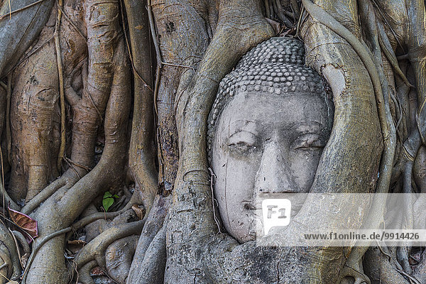 Kopf einer Buddha Statue  von Wurzeln einer Würgefeige (Ficus religiosa) eingewachsen  Wat Mahathat  Ayutthaya  Zentral Thailand