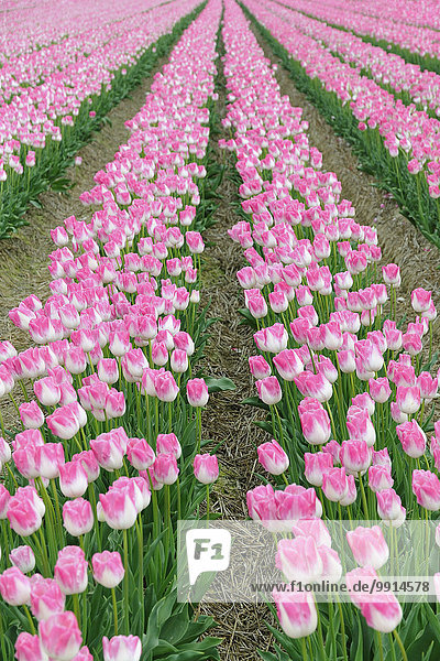 Tulpenanbau  Tulpenfeld mit weiß-rosa Tulpen (Tulipa)  Nordrhein-Westfalen  Deutschland  Europa