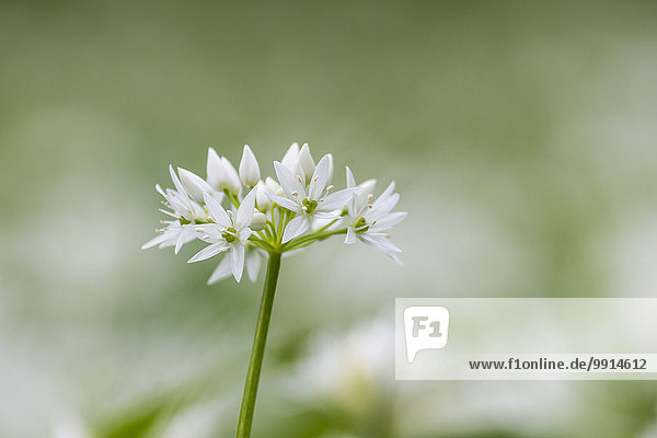Blume ungestüm Knoblauch Lauch