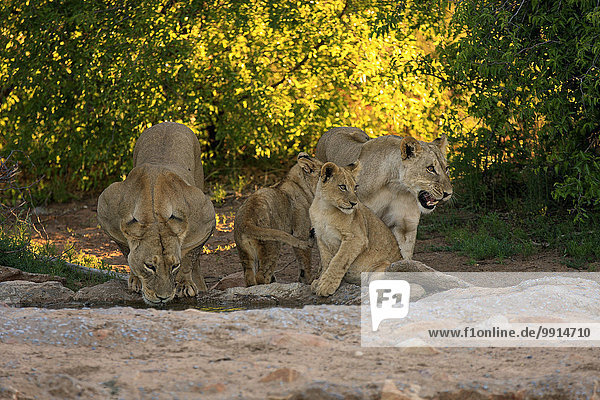 Löwen (Panthera leo) Löwinnen mit Jungtieren vier Monate am Wasser trinkend Tswalu Game Reserve Kalahari Südafrika