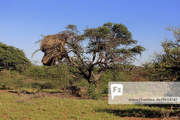 Nest von Siedelwebern im Baum  Siedelsperling  (Philetairus socius)  Siedelwebernest  Kolonie  Tswalu Game Reserve  Kalahari  Nordkap  Südafrika