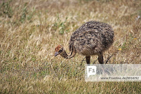 Südafrikanischer Strauß (Struthio camelus australis)  Jungvogel auf Nahrungssuche  Kap der Guten Hoffnung  Nationalpark Tafelberg  Westkap  Südafrika
