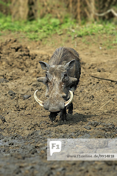 Warzenschwein (Phacochoerus aethiopicus)  adult  nach Schlammbad  Krüger-Nationalpark  Südafrika