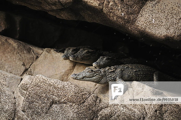Zwei kleine Sumpfkrokodile (Crocodylus palustris) ruhend in einer niedrigen Höhle  Ranthambhore-Nationalpark  Rajasthan  Indien  Asien