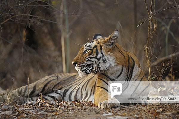 Königstiger oder Bengal-Tiger (Panthera tigris tigris)  Ranthambhore-Nationalpark  Rajasthan  Indien  Asien
