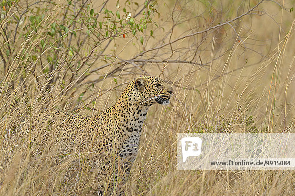 Afrikanischer Leopard (Panthera pardus pardus) im Grasland Masai Mara National Reserve Kenia Afrika