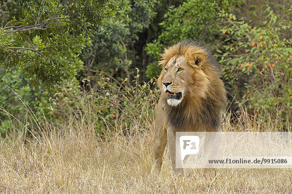 Männlicher Löwe (Panthera leo) im Buschland  Masai Mara National Reserve  Kenia  Afrika