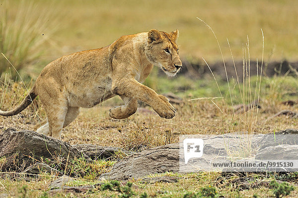 Lioness (Panthera leo) Masai Mara National Reserve Kenya Africa