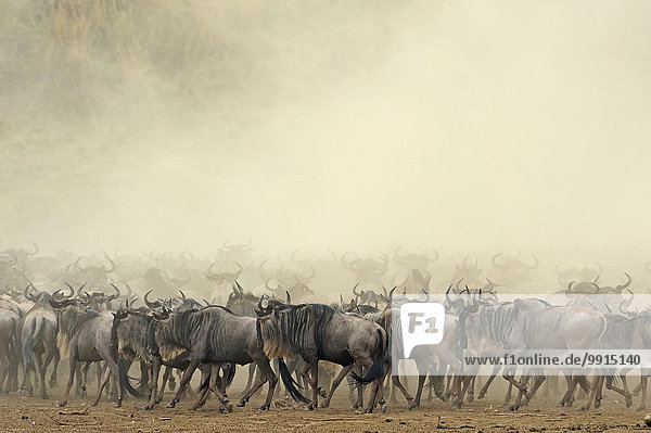 Herde von Streifengnus (Connochaetes taurinus) in einer Staubwolke während der jährlichen Migration  Masai Mara National Reserve  Kenia  Afrika