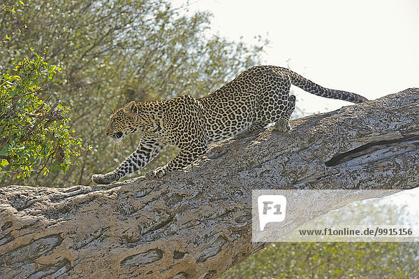 Afrikanischer Leopard (Panthera pardus pardus) klettert einen Baum hinunter  Masai Mara National Reserve  Kenia  Afrika
