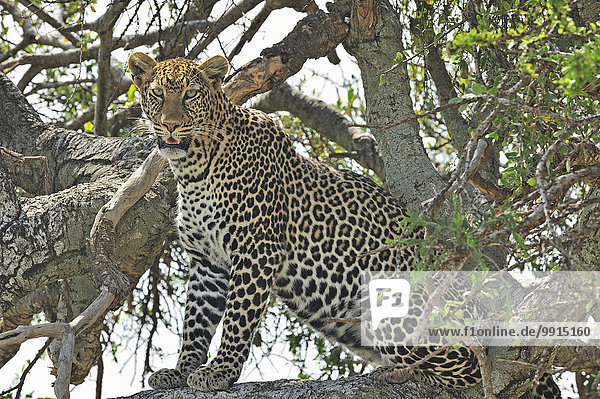 Afrikanischer Leopard (Panthera pardus pardus) sitzt auf dem Ast eines Baumes  Masai Mara National Reserve  Kenia  Afrika