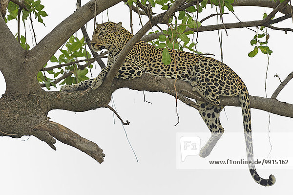Afrikanischer Leopard (Panthera pardus pardus) liegt auf dem Ast eines Baumes  Masai Mara National Reserve  Kenia  Afrika