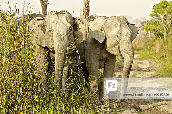 Zwei Asiatische Elefanten (Elephas maximus) überqueren eine Forststraße,  Kaziranga-Nationalpark,  Assam,  Indien,  Asien
