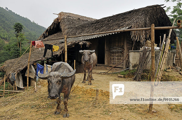 Wasserbüffel (Bubalus arnee) vor einem Haus im ländlichen Nord-Vietnam  Vietnam  Asien