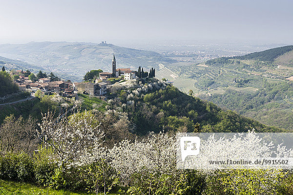 Dorf auf einem Hügel  umgeben von blühenden Kirschbäumen  Campiano  Cazzano di Tramigna  Provinz Verona  Italien  Europa