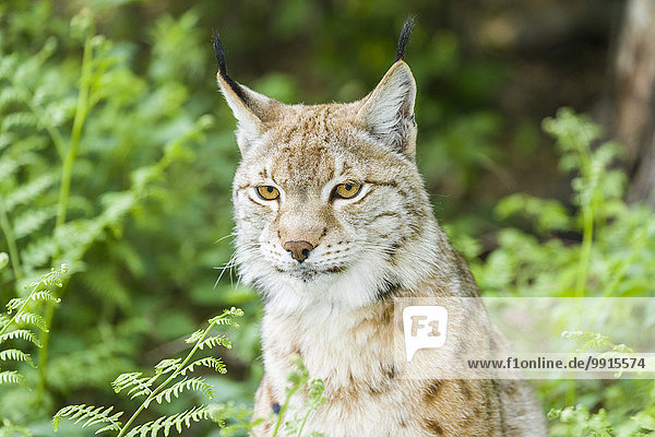 Eurasischer Luchs (Lynx lynx)  Weibchen  captive  Bad Schandau  Sachsen  Deutschland  Europa