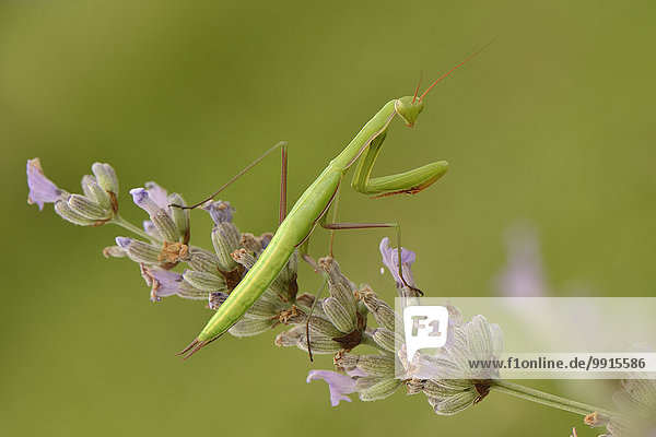 Female European mantis (Mantis religiosa) on lavender (Lavandula officinalis)  Garfagnana  Tuscany  Italy  Europe