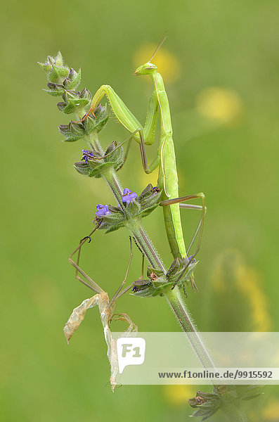 European mantis (Mantis religiosa) on meadow sage (Salvia pratensis) after shedding its skin  Exuviae  Garfagnana  Tuscany  Italy  Europe