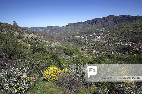 Ausblick von einem Wanderweg unterhalb des Roque Nublo auf blühende Vegetation  den Roque Bentayga  Barranco de Tejeda und Tejeda  Gran Canaria  Kanarische Inseln  Spanien  Europa