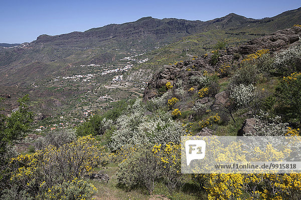 Ausblick von einem Wanderweg unterhalb des Roque Nublo auf blühende Vegetation und Tejeda  Gran Canaria  Kanarische Inseln  Spanien  Europa
