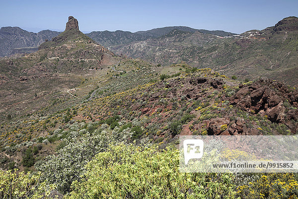 Ausblick vom Cruz de Timagada auf den Roque Bentayga  hinten rechts Artenara  blühende Vegetation  Gran Canaria  Kanarische Inseln  Spanien  Europa
